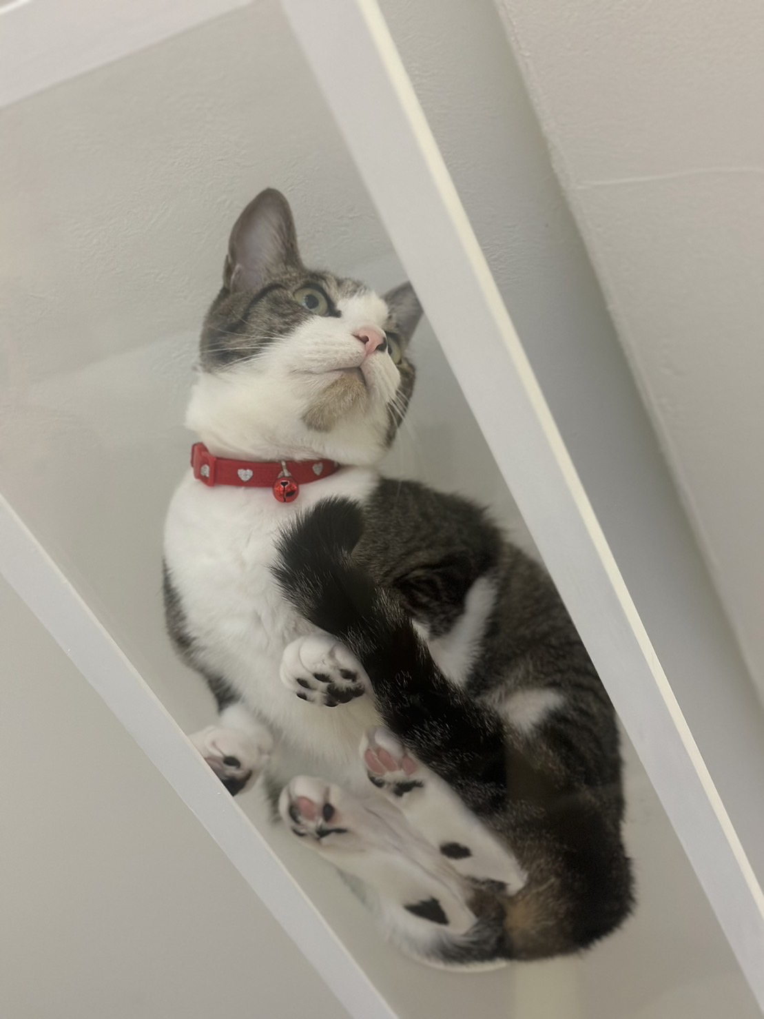 肉球の見えるキャットウォーク